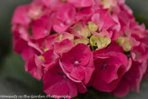 Deep pink hydrangea-8464