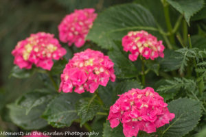 Deep pink hydrangeas-8551