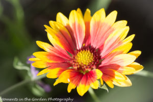 Gallardia (Blanket Flower)-8340