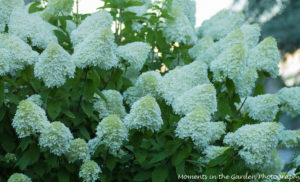 H. Paniculata at dusk-9366