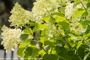 Hydrangea Paniculata-8632