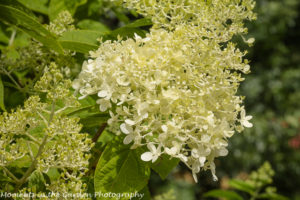 Hydrangea Paniculata close up-8633