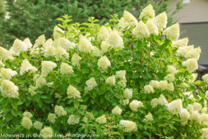 Hydrangea Paniculata increasing in size-8937