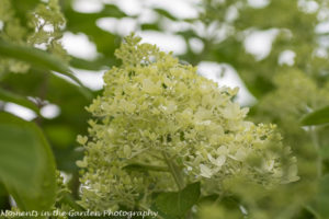 Hydrangea paniculata first bloom-8530