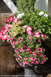 Impatient & pink calibrachoa container-8699