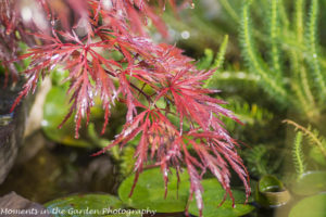 Lacy leaf maple branch over pond, water lilies-8923