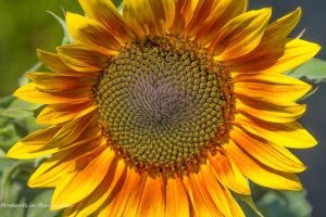 Large sunflower-