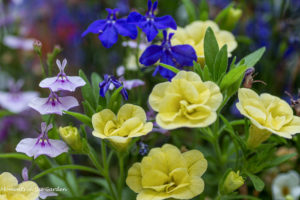 Lemon calibrachoa & lobelia, blue & lilac-