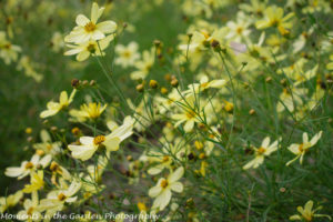 Lemon coreopsis-9086