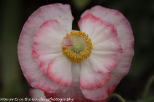 Open double pink and white poppy-8520