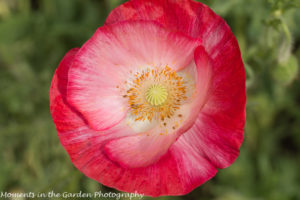 Open red & white poppy-8476