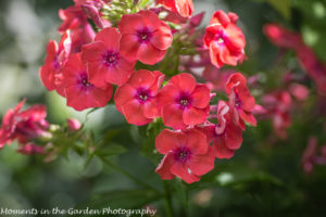 Orange pink mid border phlox-8844