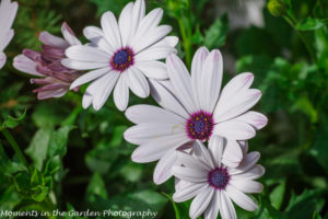 Osteospermum-9014