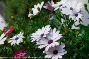 Osteospermum & impatients-9018