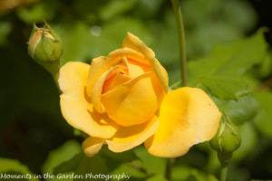 Perfect yellow rose-9332