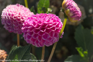 Pink dhalia, Anita's garden2-9166