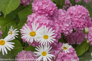 Pink hydrangeas and white shasta-8487