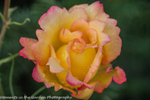 Pink & yellow rose-8819