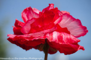 Poppy, double red and white-8474