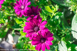 Purple osteospermum Anita's garden-9162