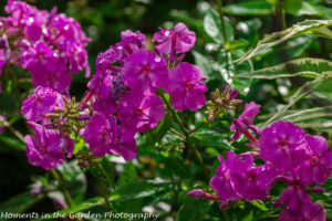 Purple phlox-8976