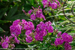 Purple phlox2-8977