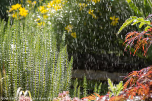 Raindrops on the pond-8905