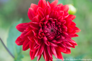 Red dahlia-9372