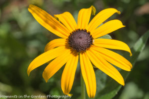 Rudbeckia, perennial-9322