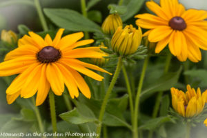 Rudbeckias-8524