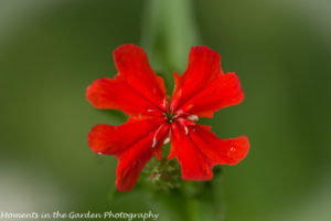 Single lychnis (maltese crose)-8542