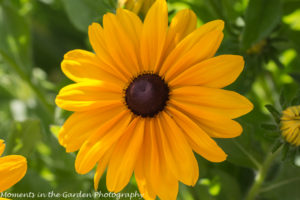 Single rudbeckia-8467