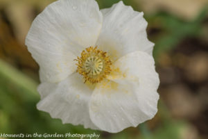 Single white poppy-8531