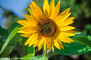 Sunflower-8864