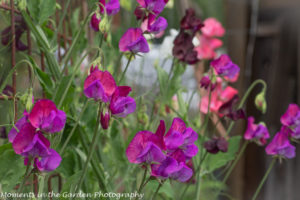 Sweet peas back-8493