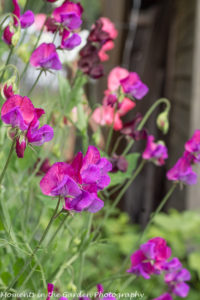 Sweet peas veg. bed-8492