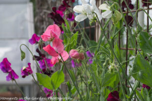 Sweet peas vegetable garden-8491