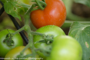 Tomato ripening-9001