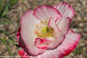 White & Pink double poppy-8468