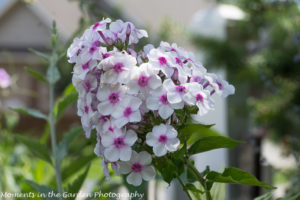 White & Purple phlox-9323