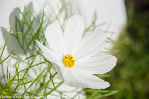 White cosmos side view-8679