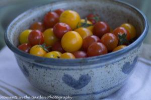 cherry tomatoes good-9347