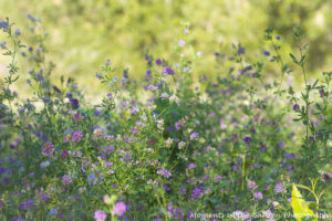 Alfalfa early morning