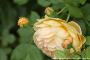 Apricot rose good