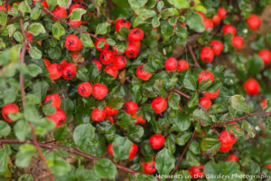 Berries on cotoneaster