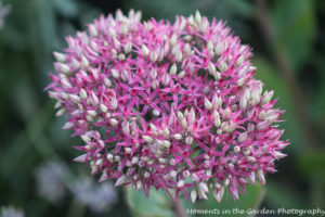 Blooms on Sedum Autumn Joy