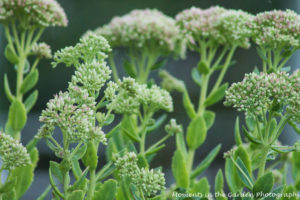 Bracts forming on sedum autumn joy