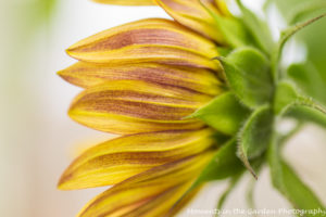 Burnt orange sunflowerside profile