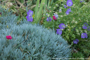 Campanula and dianthus