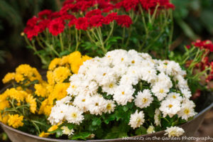 Chrysanthemums